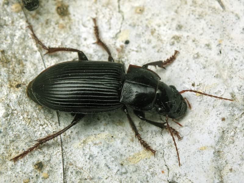 Pseudoophonus calceatus (Duftschmid, 1812)